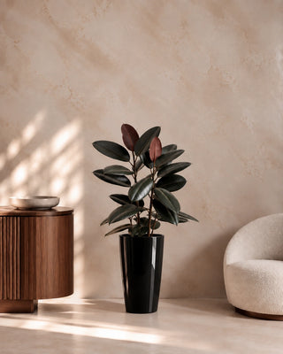 Rubber Plant in black Luma Tall Glossy planter, 60-70cm