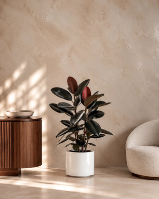 Rubber Plant in white Nia Glossy planter, 60-70cm