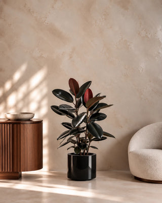 Rubber Plant in black Nia Glossy planter, 60-70cm