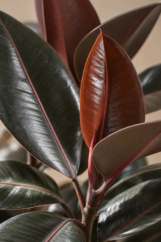 SG Care Macro — Rubber Plant