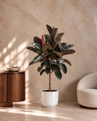 Rubber Plant in white Luma Glossy planter, 150-170cm