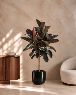 Rubber Plant in black Luma Glossy planter, 150-170cm