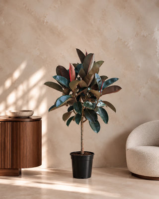 Rubber Plant in nursery pot, 150-170cm