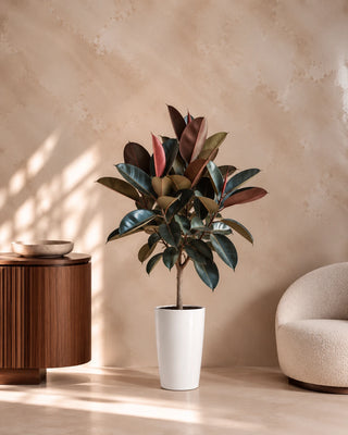 Rubber Plant in white Luma Tall Glossy planter, 150-170cm