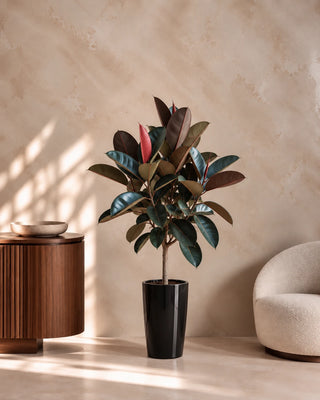 Rubber Plant in black Luma Tall Glossy planter, 150-170cm