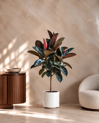Rubber Plant in white Nia Glossy planter, 150-170cm