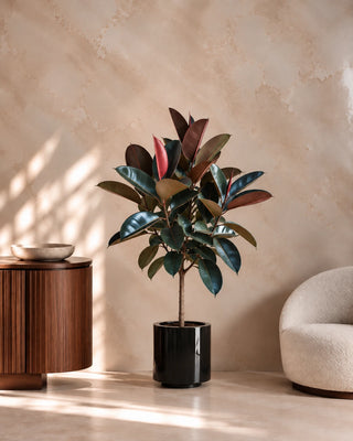 Rubber Plant in black Nia Glossy planter, 150-170cm