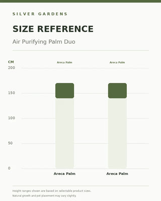 SG Size Reference — Air Purifying Palm Duo — verified Shopify height options
