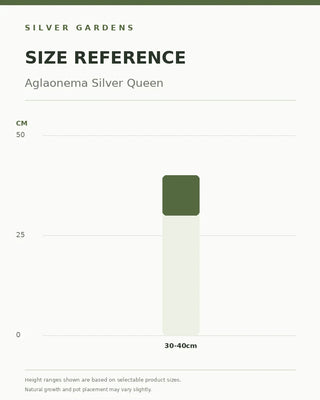 SG Size Reference — Aglaonema Silver Queen