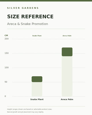 SG Size Reference — Areca & Snake - Promotion — verified Shopify height options