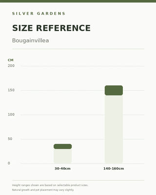 SG Size Reference — Bougainvillea