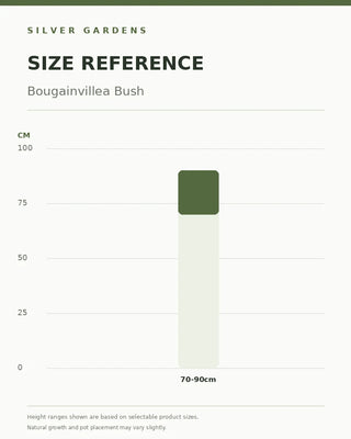 SG Size Reference — Bougainvillea Bush