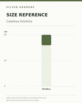 SG Size Reference — Calathea Orbifolia