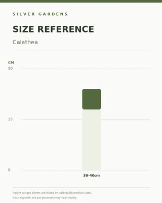 SG Size Reference — Calathea