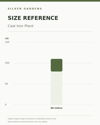 SG Size Reference — Cast Iron Plant (Aspidistra)