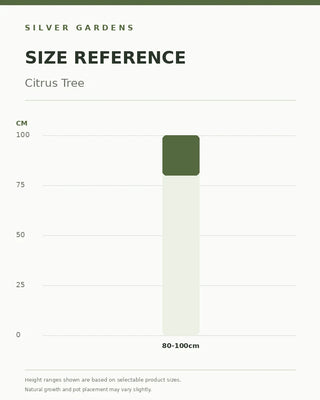 SG Size Reference — Citrus Tree – Nursery Grown