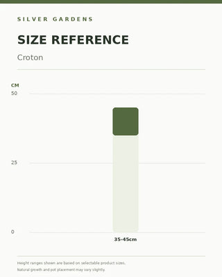 SG Size Reference — Croton Codiaeum - Colorful