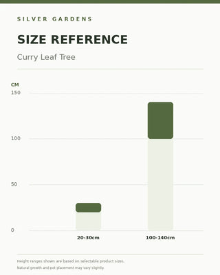 SG Size Reference — Curry Leaf Tree