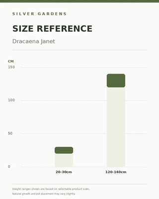 SG Size Reference — Dracaena Janet