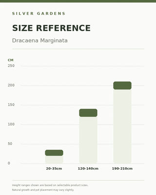 SG Size Reference — Dracaena Marginata