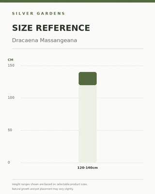SG Size Reference — Dracaena Massaengana