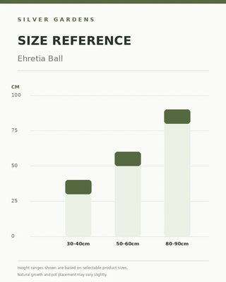 SG Size Reference — Ehrethia Ball