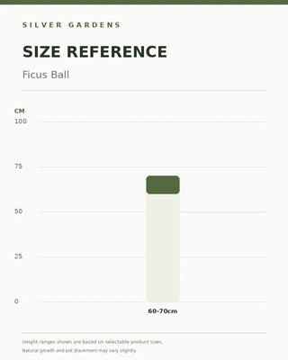 SG Size Reference — Ficus Ball