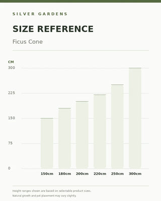 SG Size Reference — Ficus Cone