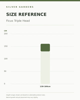 SG Size Reference — Ficus Triple Head
