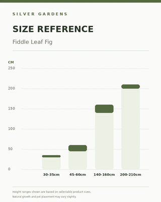 SG Size Reference — Fiddle Leaf