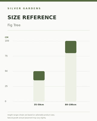 SG Size Reference — Fig Tree (Ficus carica)