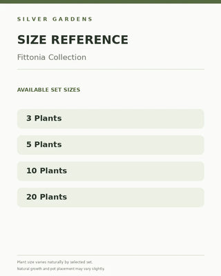 SG Size Reference — Fittonia Collection