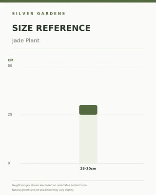 SG Size Reference — Jade Plant