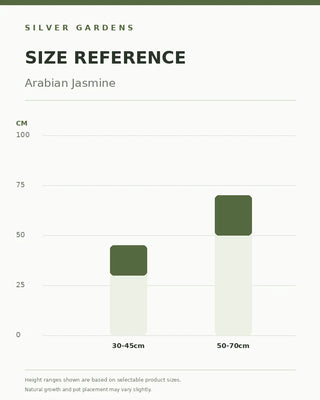 SG Size Reference — Arabian Jasmine - Sambac
