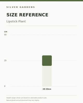 SG Size Reference — Lipstick Plant — verified Shopify height options
