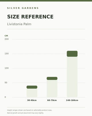 SG Size Reference — Livistonia Palm