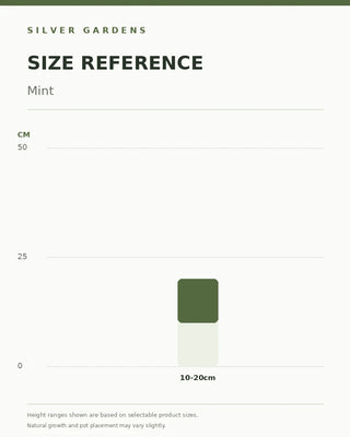 SG Size Reference — Mint