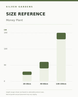 SG Size Reference — Money Plant — verified Shopify height options