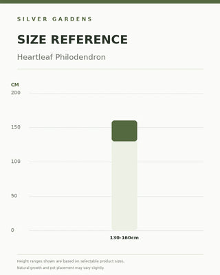 SG Size Reference — Money Plant – Heartleaf Philodendron