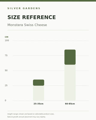 SG Size Reference — Monstera Swiss Cheese