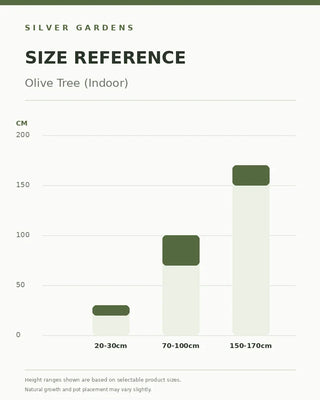 SG Size Reference — Olive Tree — verified Shopify height options