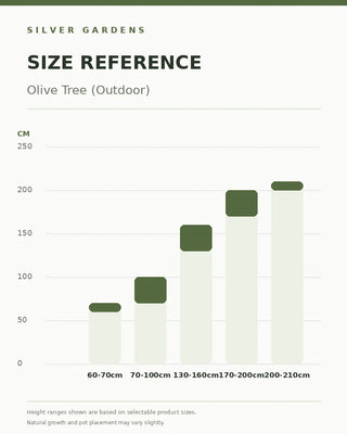 SG Size Reference — Olive Tree