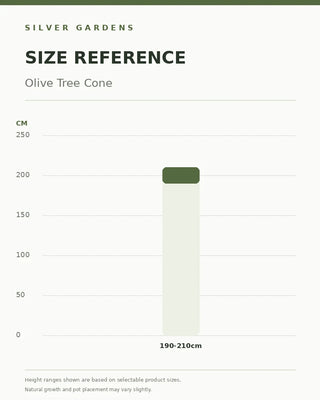 SG Size Reference — Olive Tree Cone