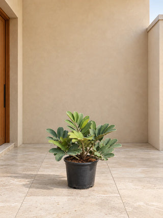 Cardboard Palm (Zamia furfuracea) - 40-55cm nursery pot, Silver Gardens UAE