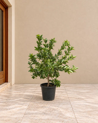 Citrus Tree – Nursery Grown 80-100cm Nursery Pot Silver Gardens