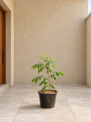 Curry Leaf Tree - 40-50cm nursery pot, Silver Gardens UAE