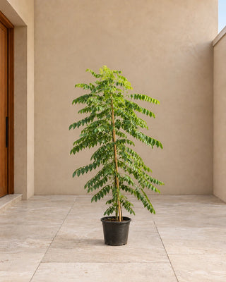 Curry Leaf Tree - 80-100cm nursery pot, Silver Gardens UAE