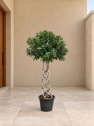 Ficus Cage – Braided Topiary 120-150cm Nursery Pot Silver Gardens