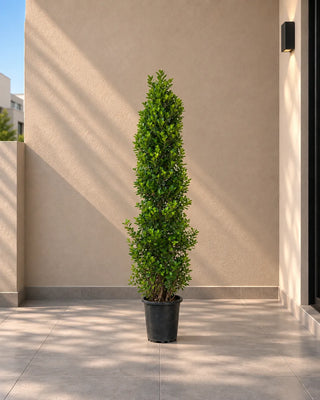 Ficus Cone – outdoor clipped topiary size reference 3