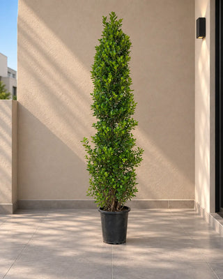 Ficus Cone – outdoor clipped topiary size reference 4